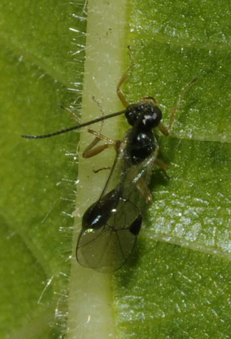 Piccoli Ichneumonidae (Tersilochinae)